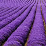 lavanda