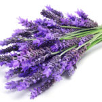 lavanda