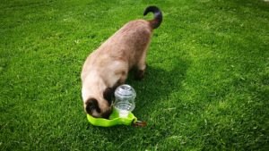 borraccia animali da viaggio