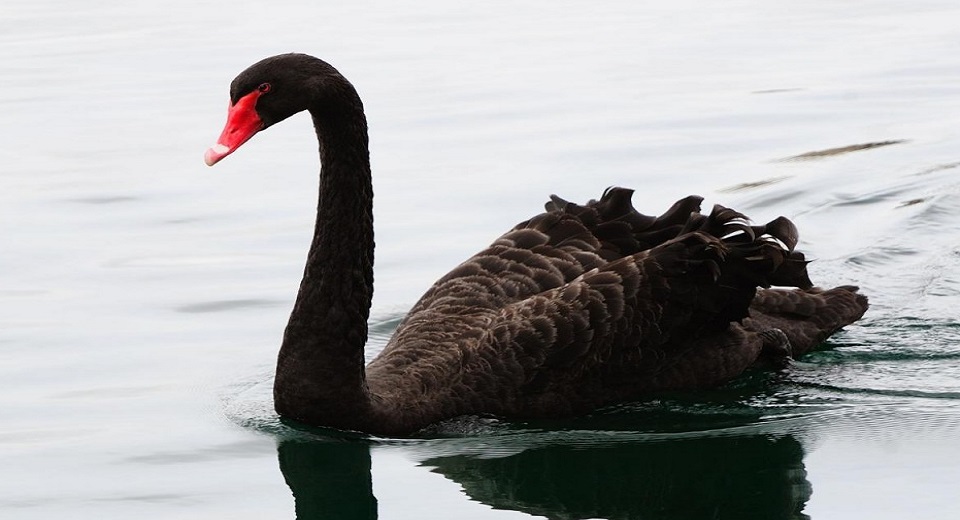 cigno nero